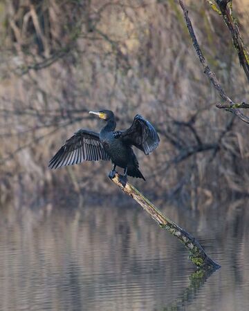 Cormoran