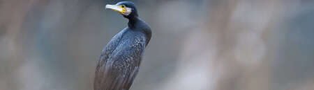 Victoire lutte cormorans